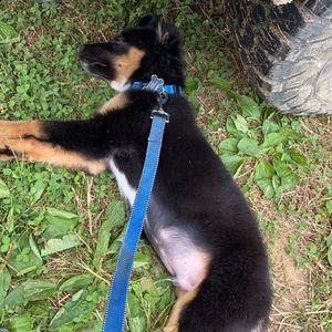 Meet your Posher, Rosalie